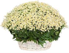 Цветочная композиция из Ромашки в корзине #REPLACE_PRED# Ташла